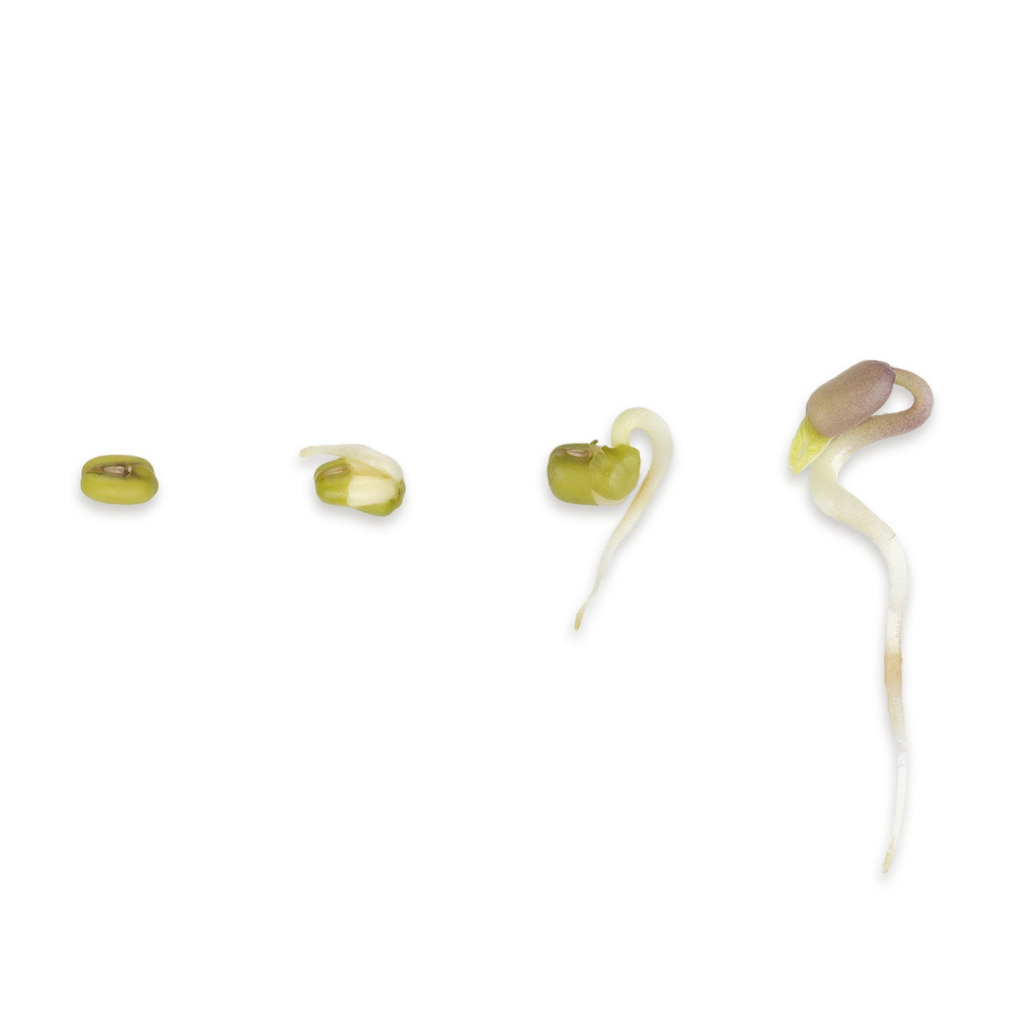 Mungobohne Bio Keimsaat 700g