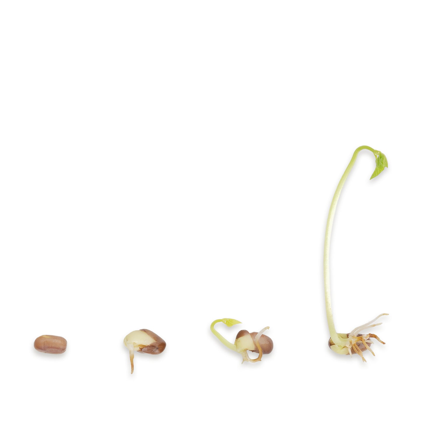 Adzuki Bohne Bio Keimsaat 400g