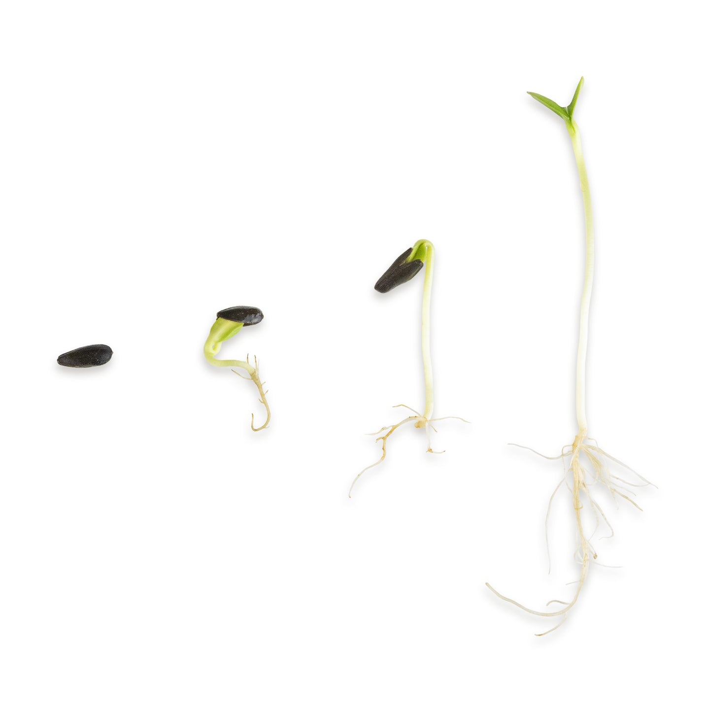 Sonnenblumen Bio Keimsaat 350g