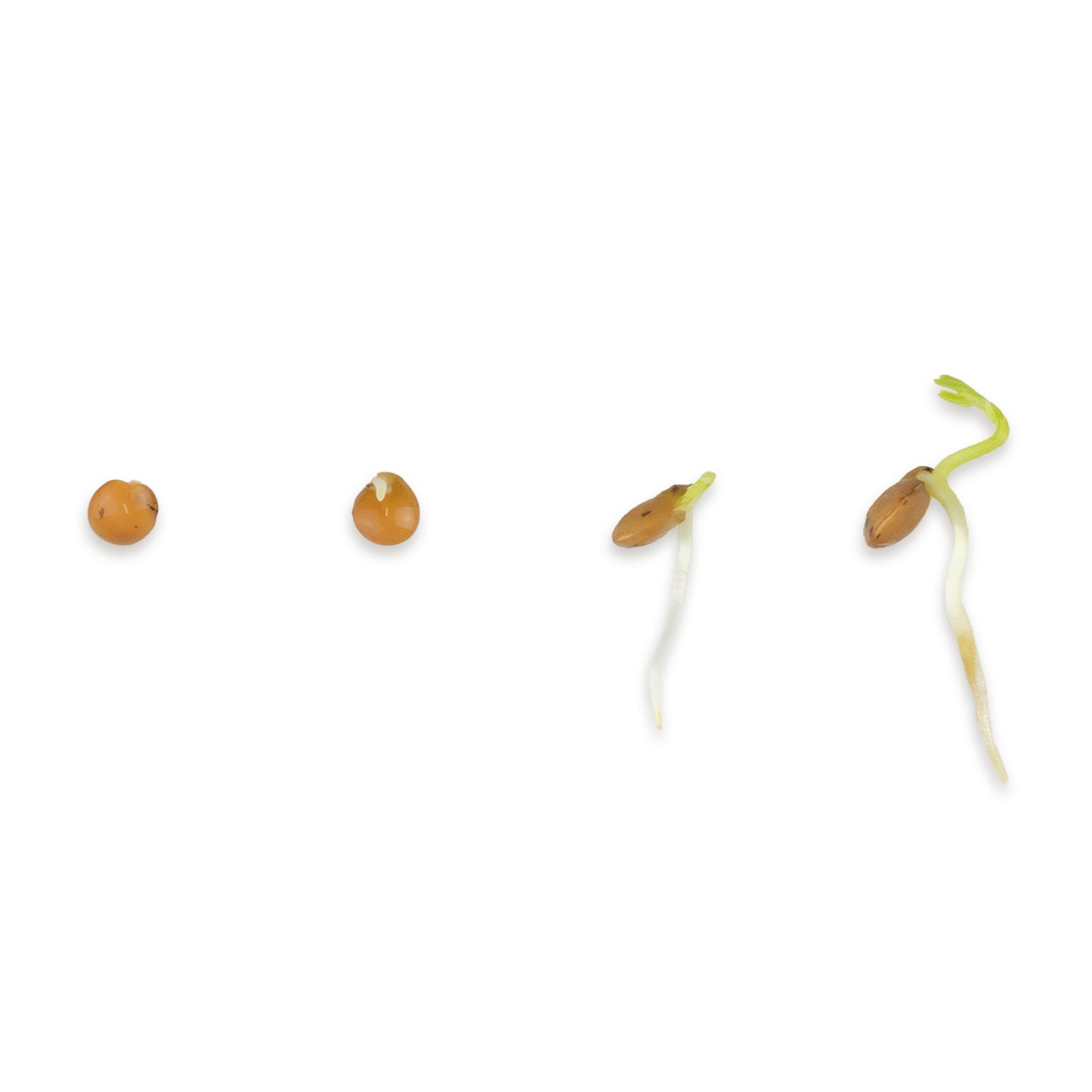 Linsen Bio Keimsaat 600g