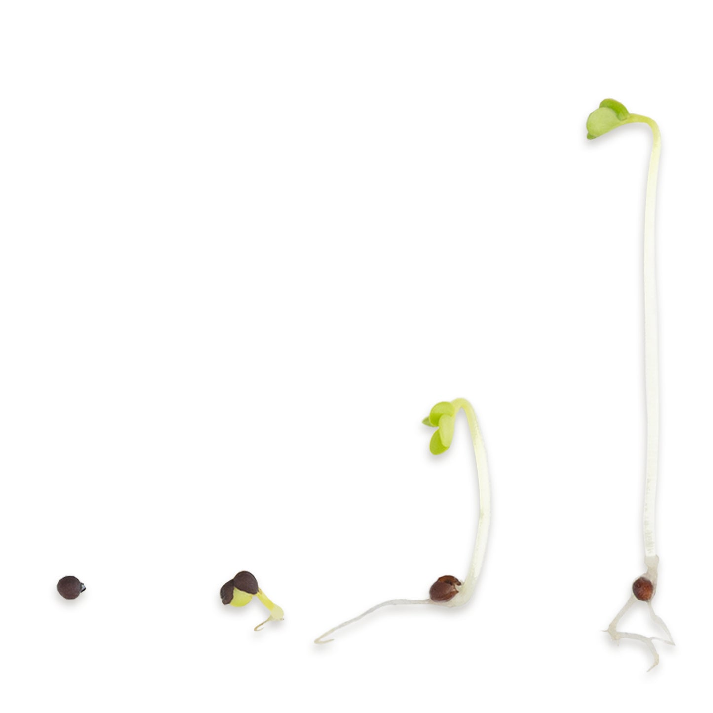 Brokkoli Raab Bio Keimsaat 500g