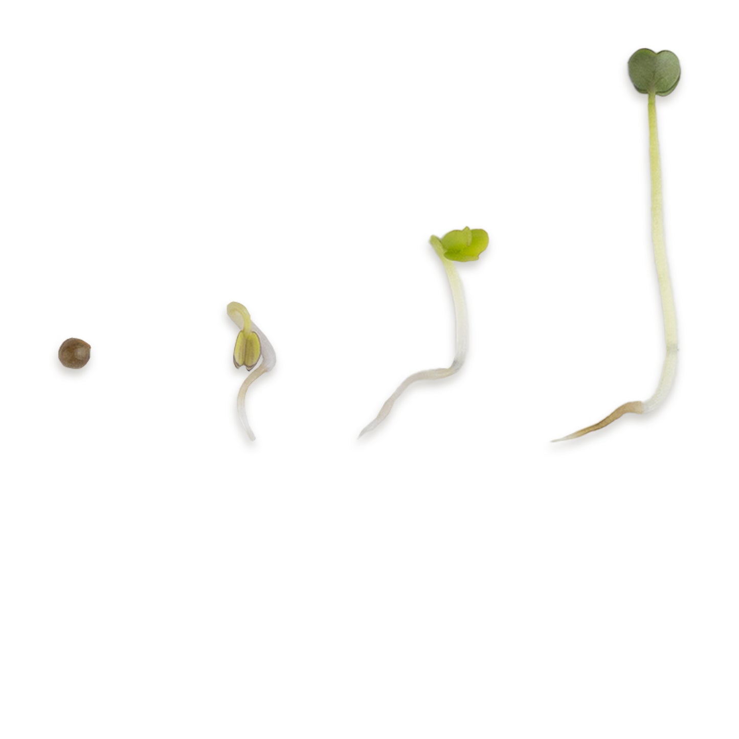 Rucola Bio Keimsaat 300g