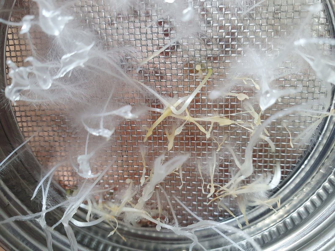 Hilfe, meine Keimsprossen schimmeln!