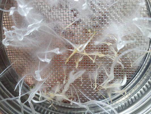 Hilfe, meine Keimsprossen schimmeln!