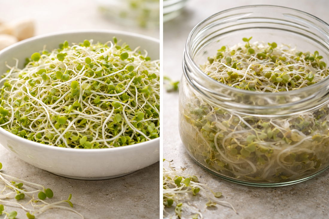 Wie man Keimsprossen sicher behandelt – vorher, mittendrin und danach