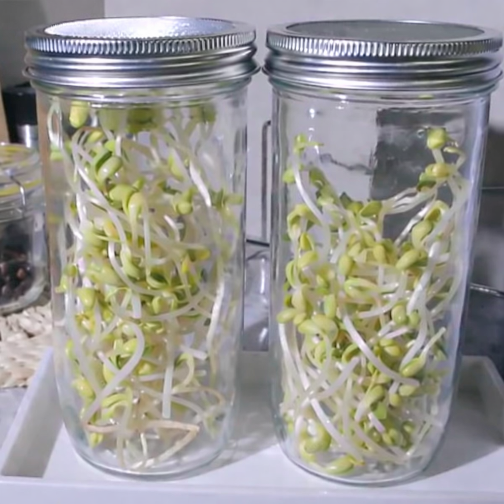 Keimsprossen-Anzuchtset ARDESIA