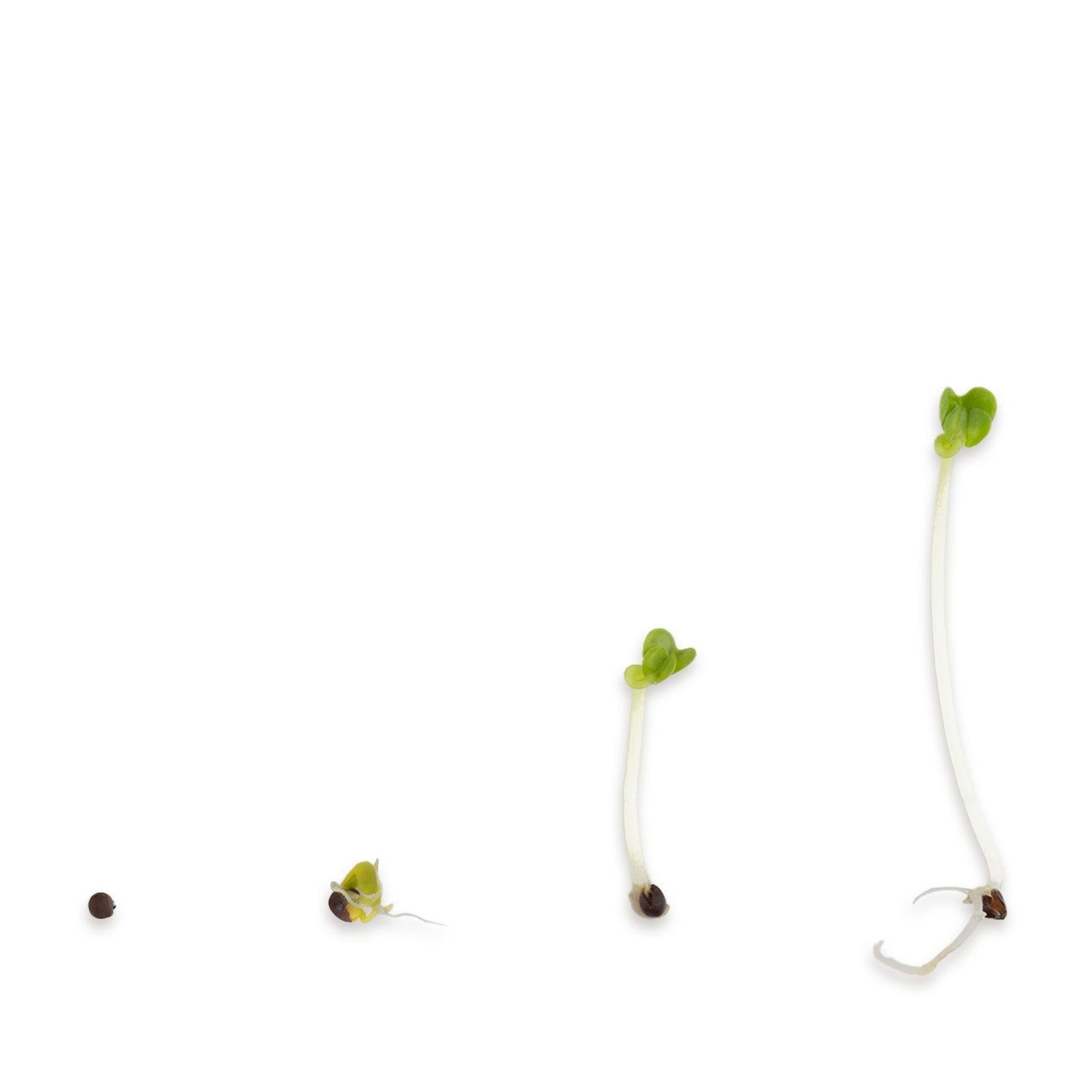 Brokkoli Calabrese Bio Keimsaat 300g