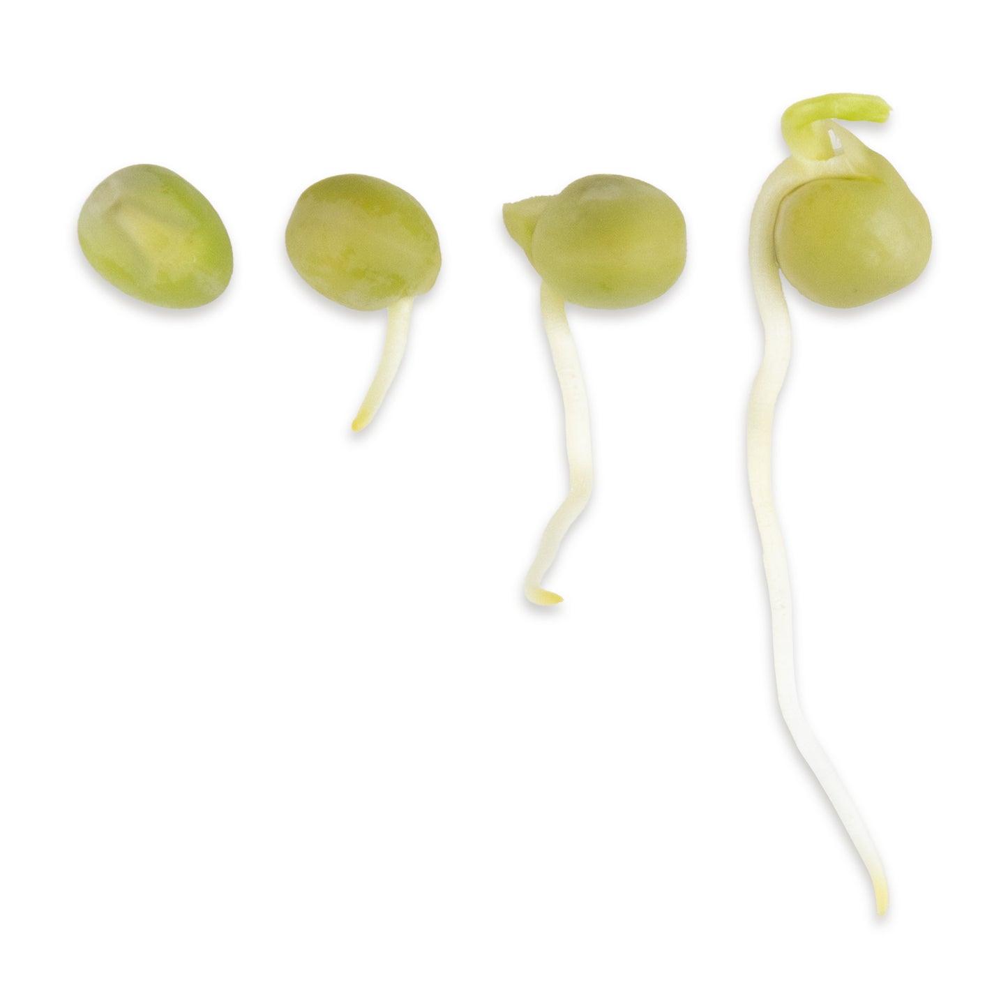 Grüne Erbse Bio Keimsaat 350g