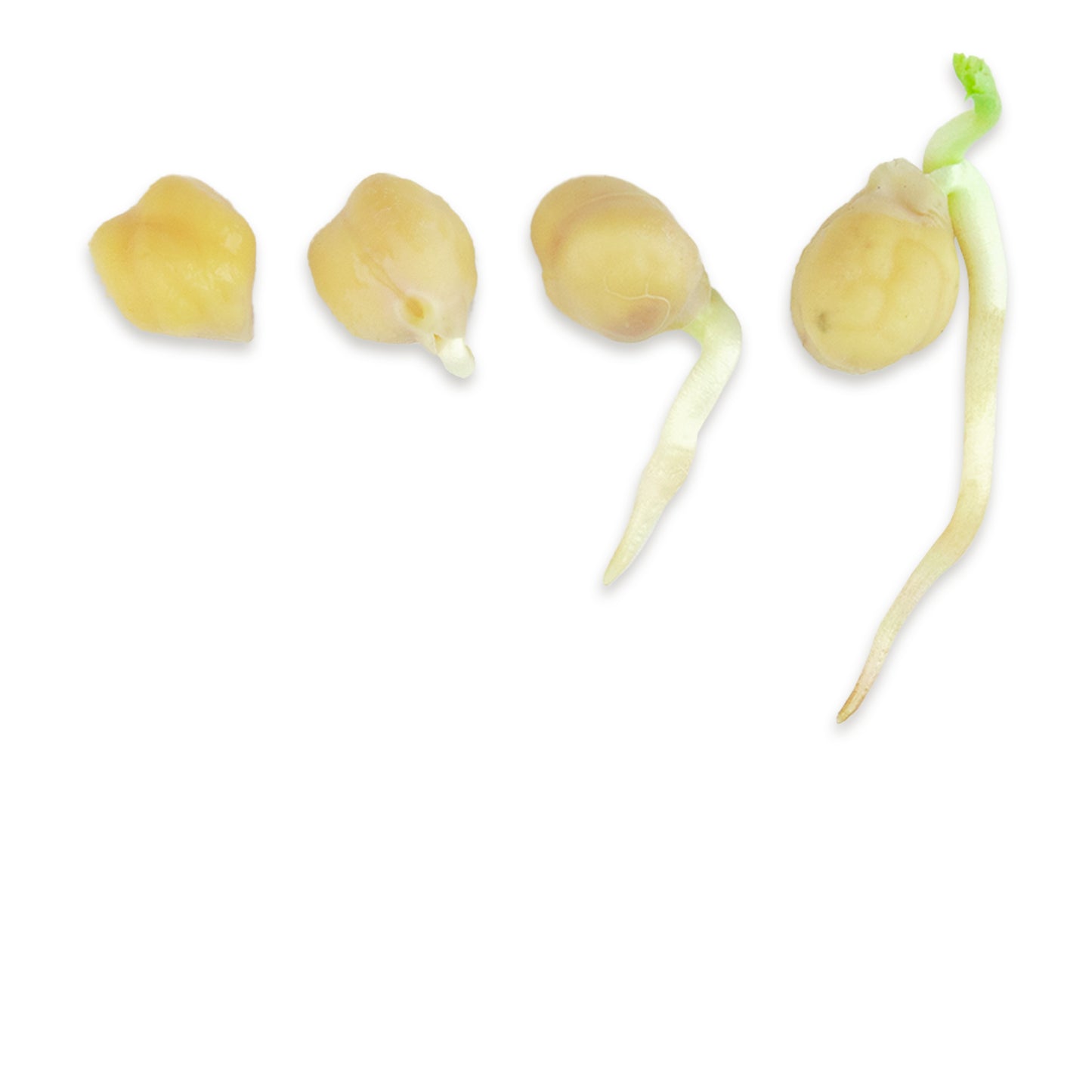 Kichererbse Bio Keimsaat 500g