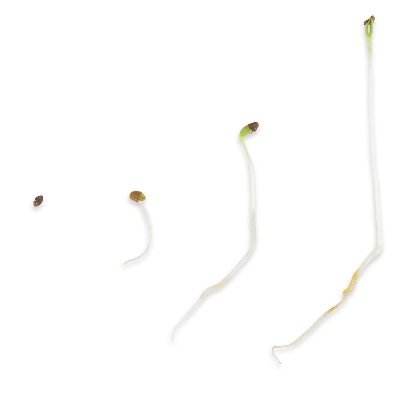 Alfalfa Bio Keimsaat 500g