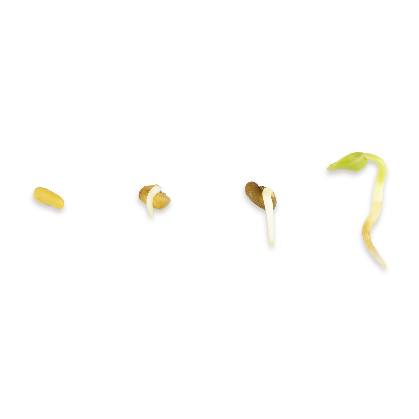 Bockshornklee Bio Keimsaat 300g