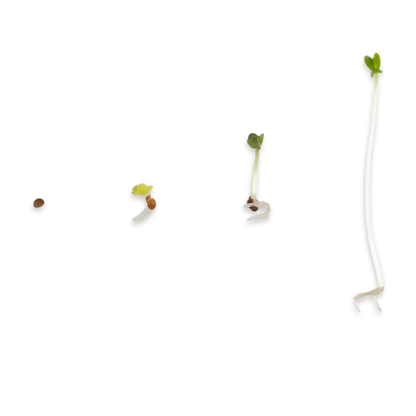 Senf Bio Keimsaat 300g