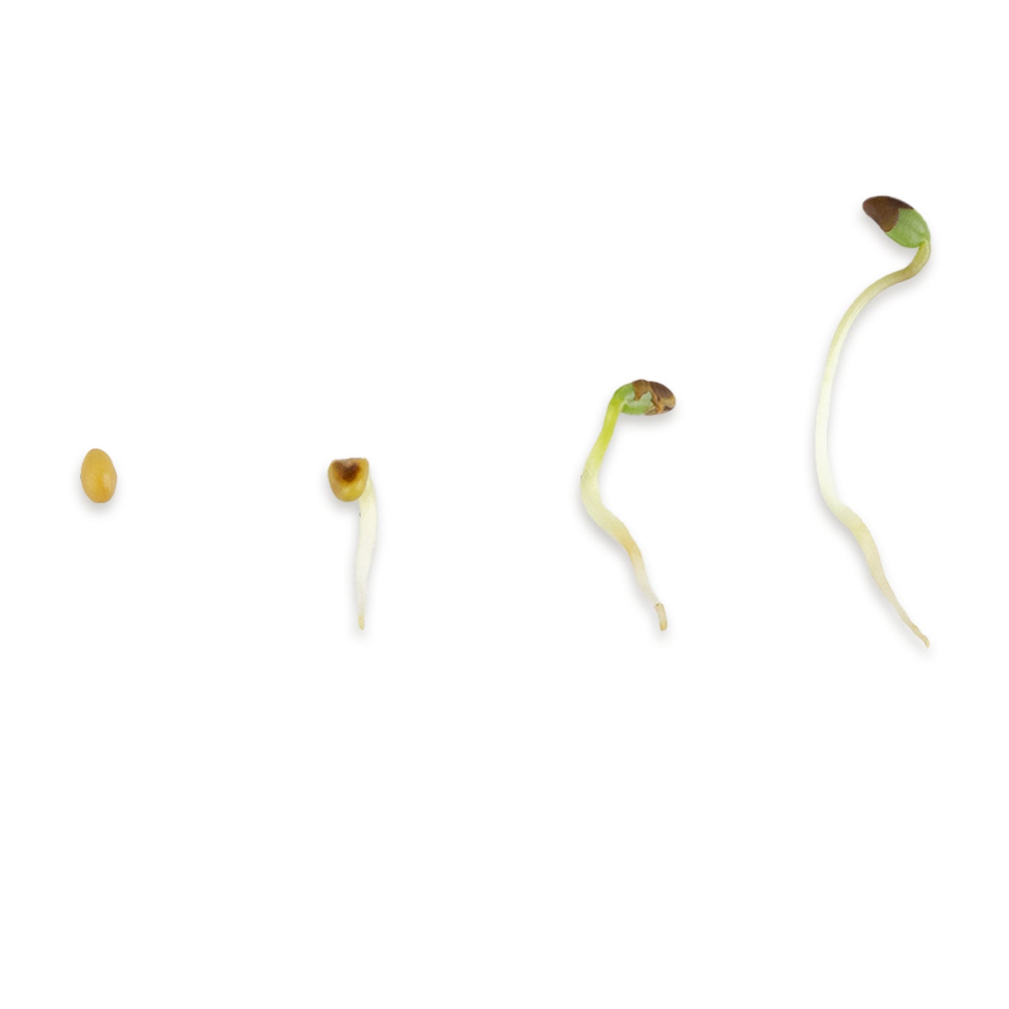 Klee (Rot-Klee) Bio Keimsaat 400g