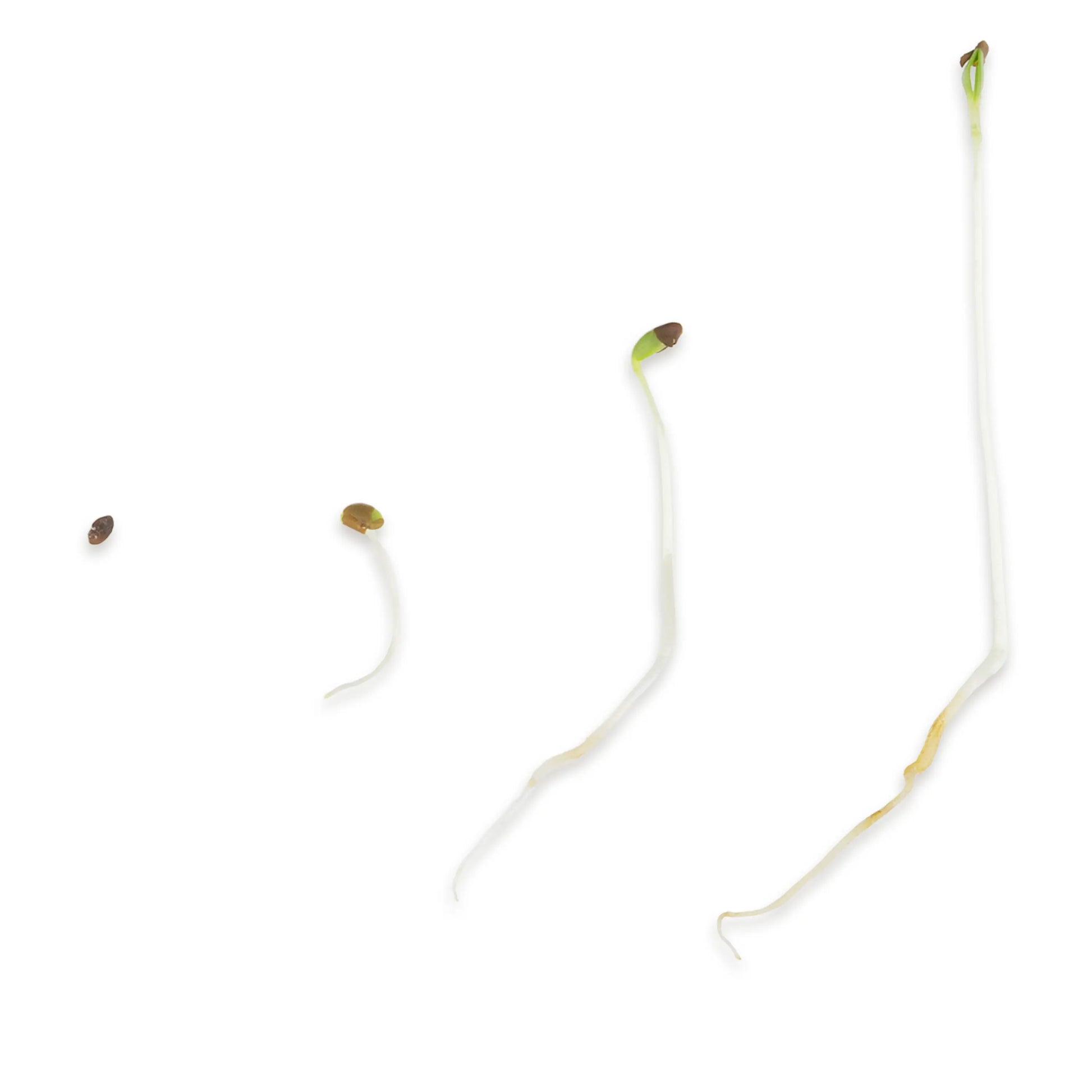 Alfalfa Keimsprossen Wachstumsphasen