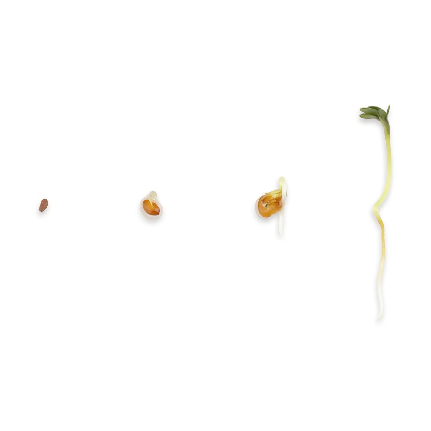 Kresse Keimsprossen Microgreens Wachstumsphasen