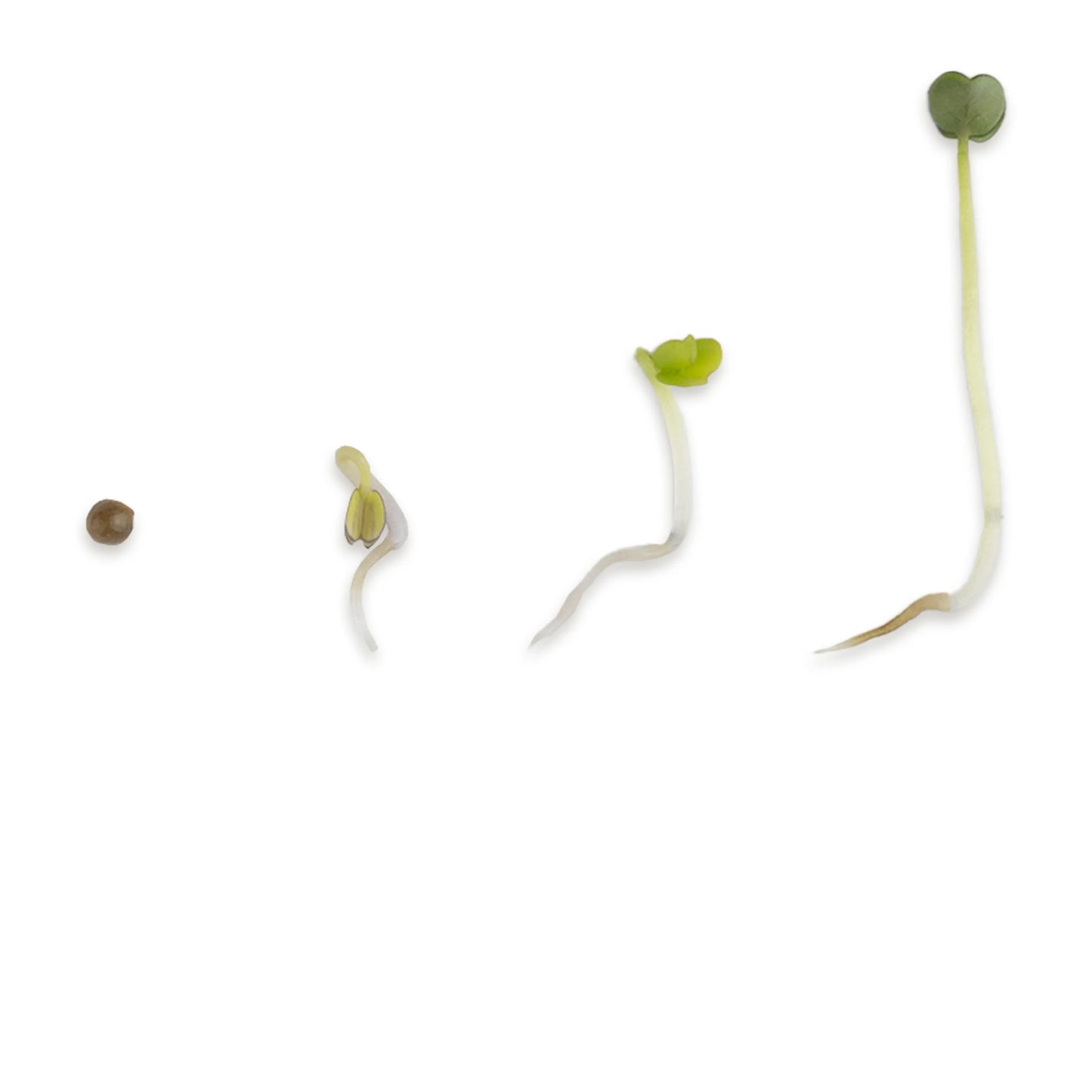Rucola Microgreens Wachstumsphasen