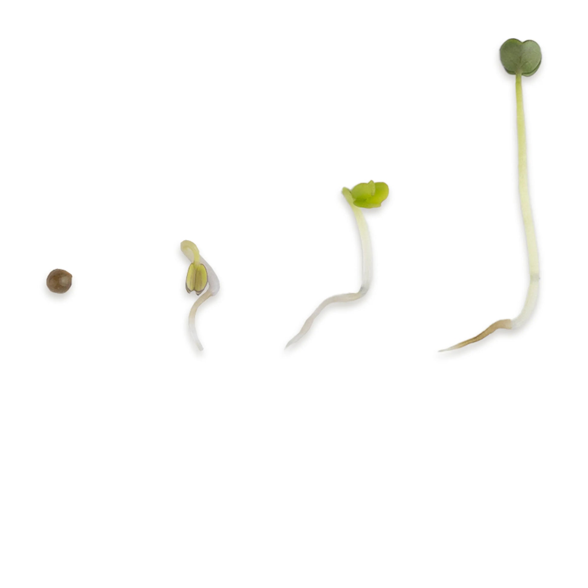 Rucola Microgreens Wachstumsphasen