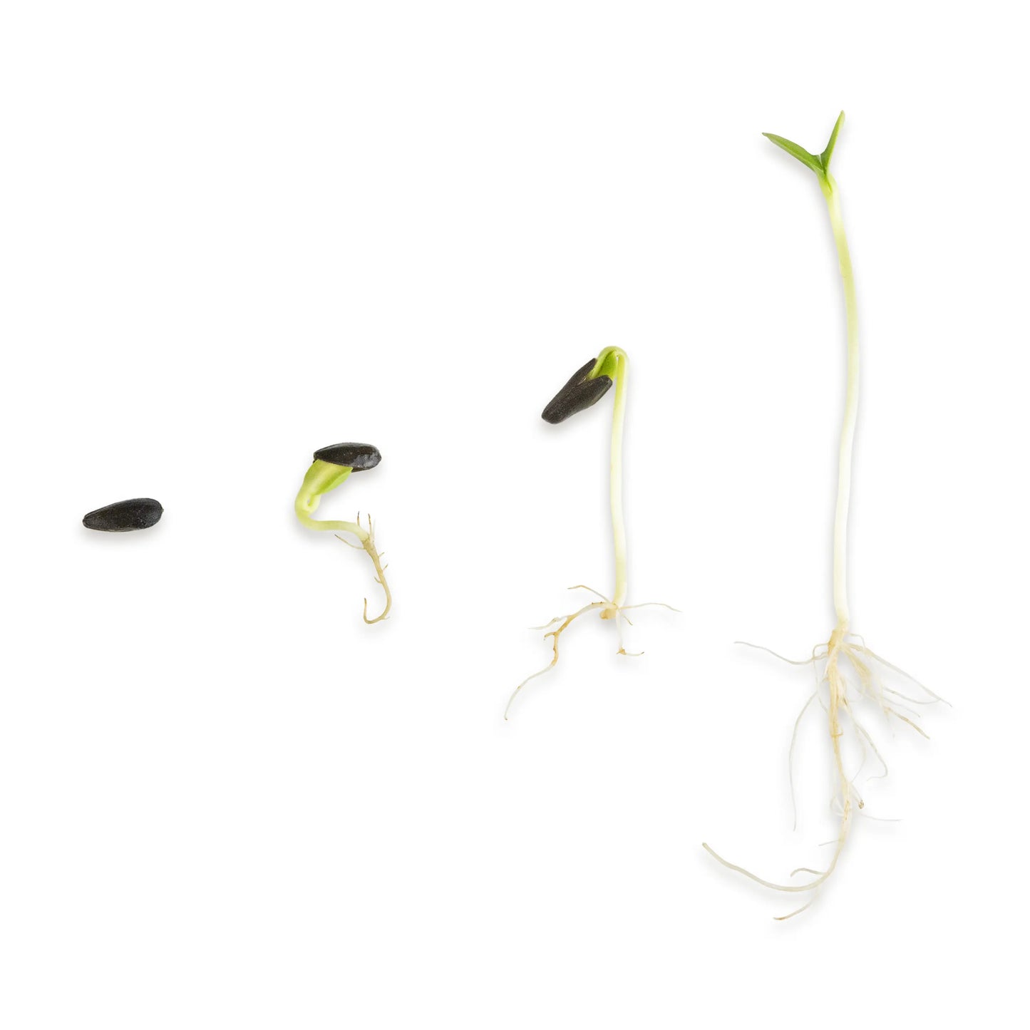 Sonnnenblumen Keimsprossen Wachstumsphasen