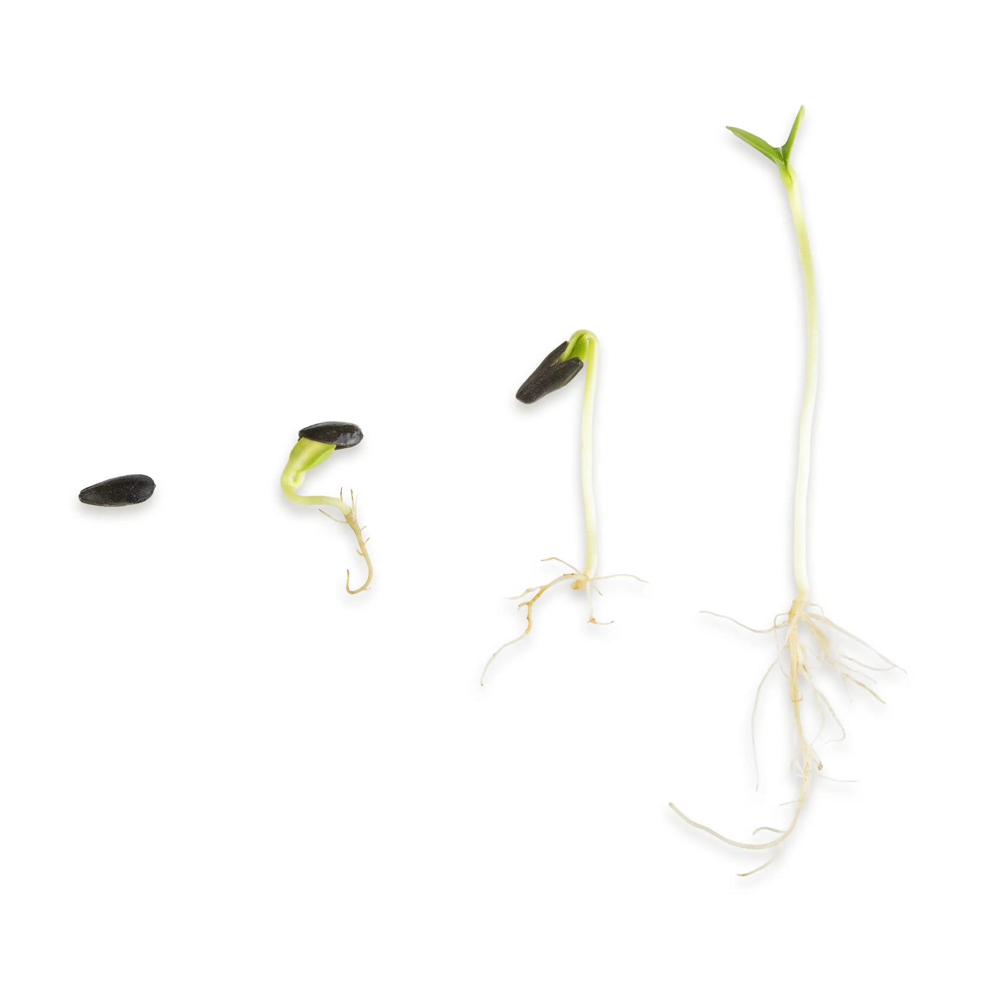 Sonnnenblumen Keimsprossen Wachstumsphasen